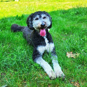 Meet your Posher, Tova